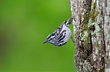 Black-and-white Warbler